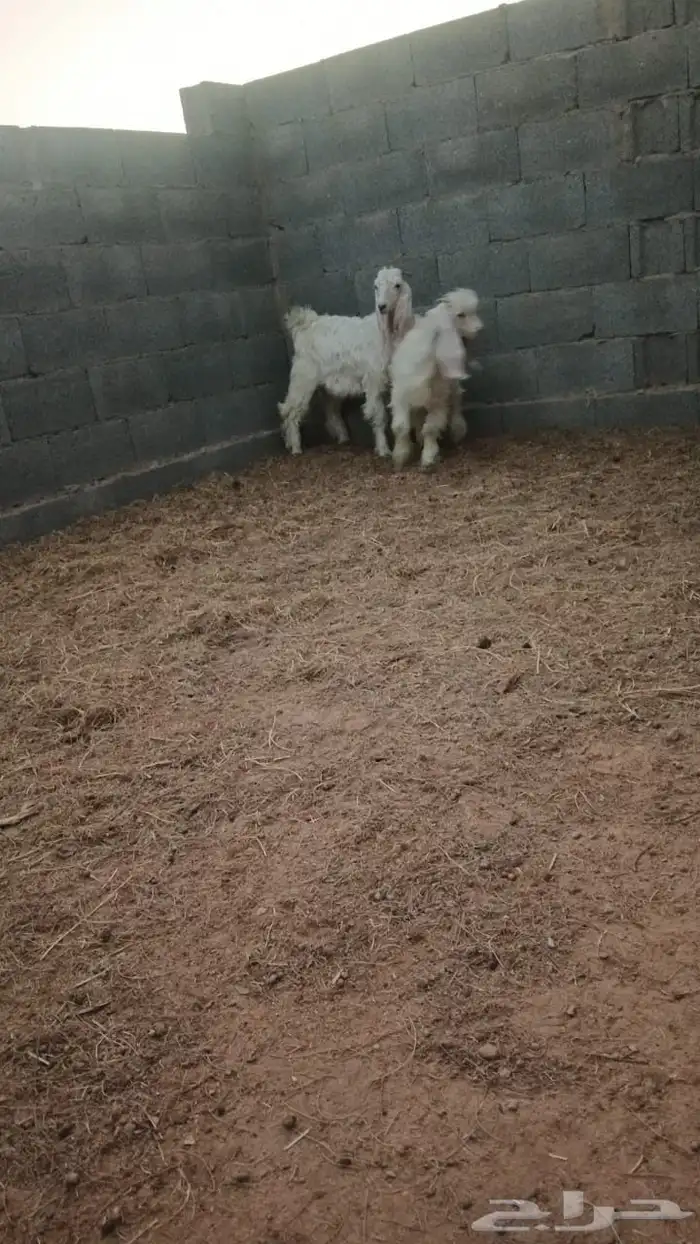 تيس عارضي ابيض 0