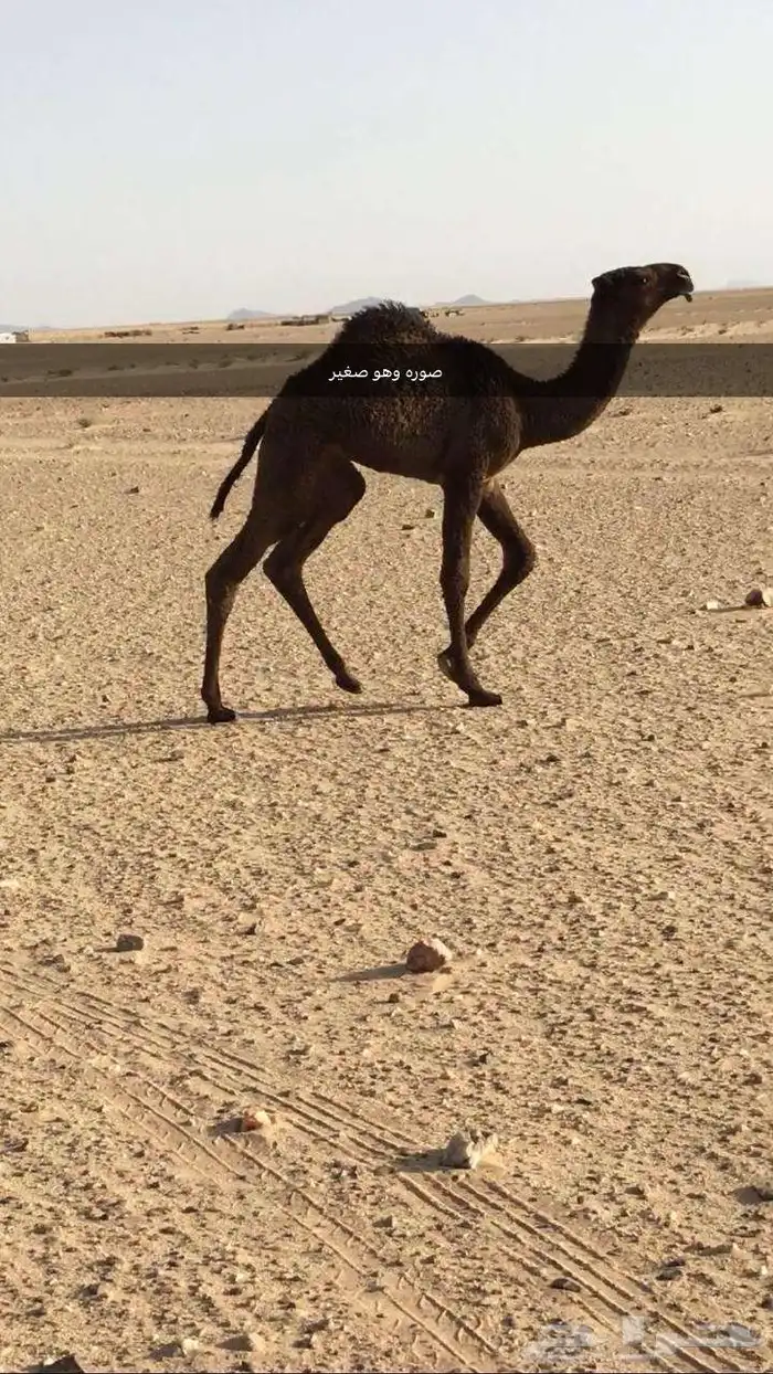 بعير فحل  للبيع 0
