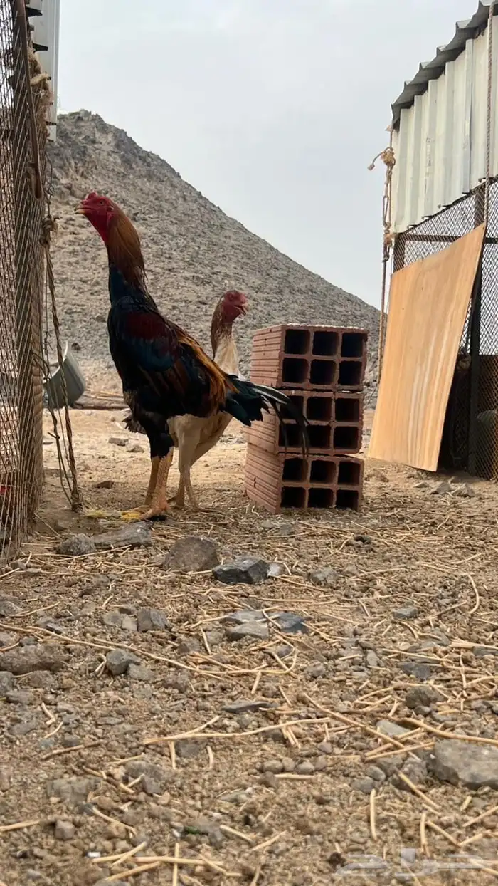دجاج شامو فاخر 0