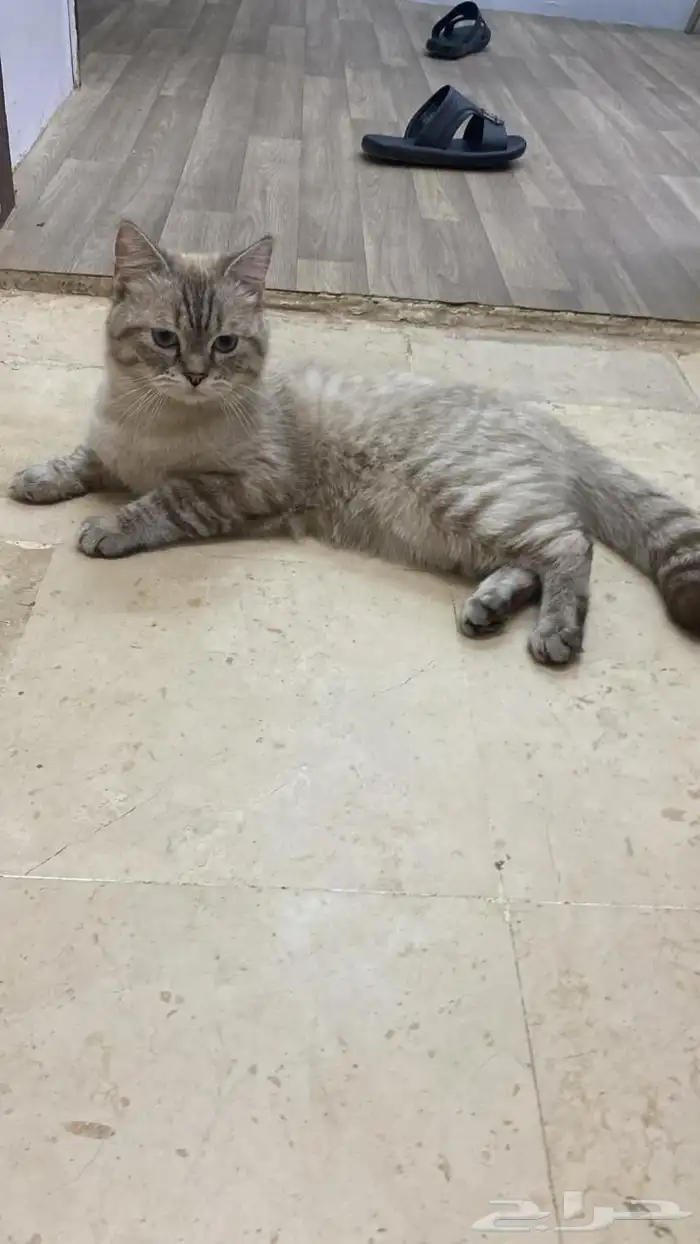 قطه للبيع 0