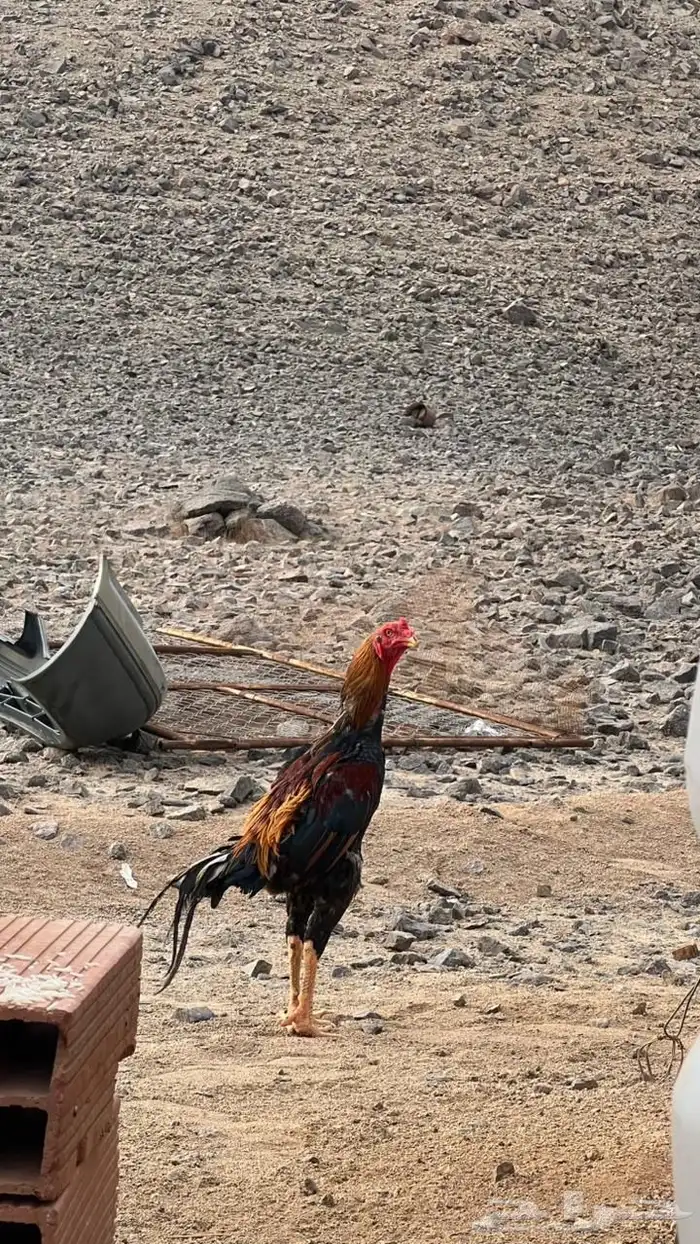 دجاج شامو فاخر 5