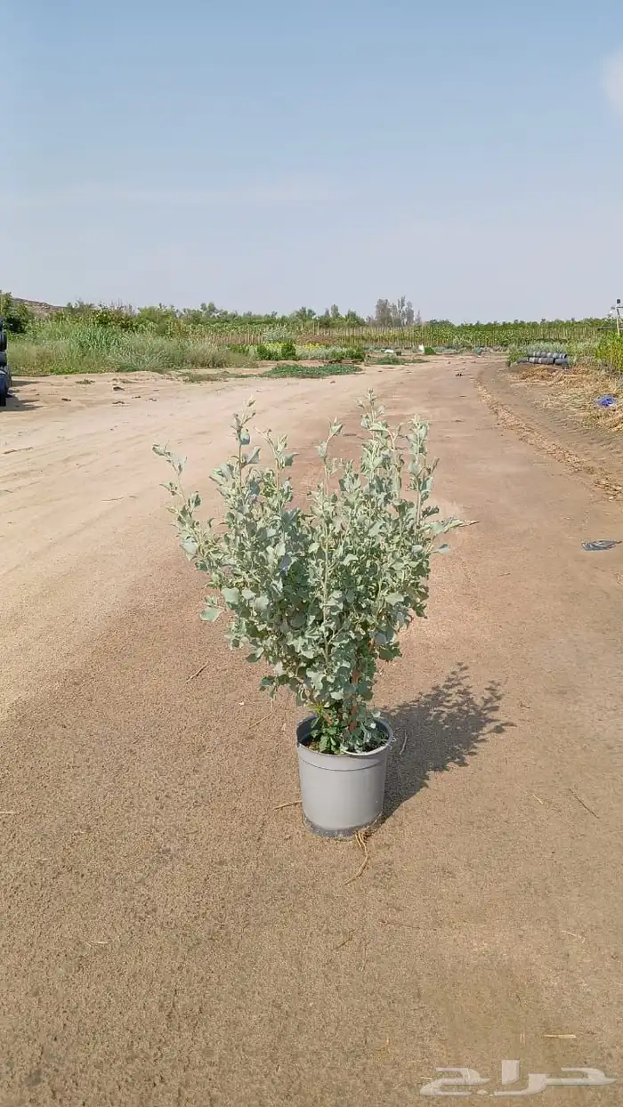 اشجار و شجيرات بأسعار الجملة 2