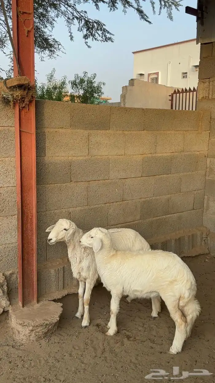 بهم طلي ورخل 0