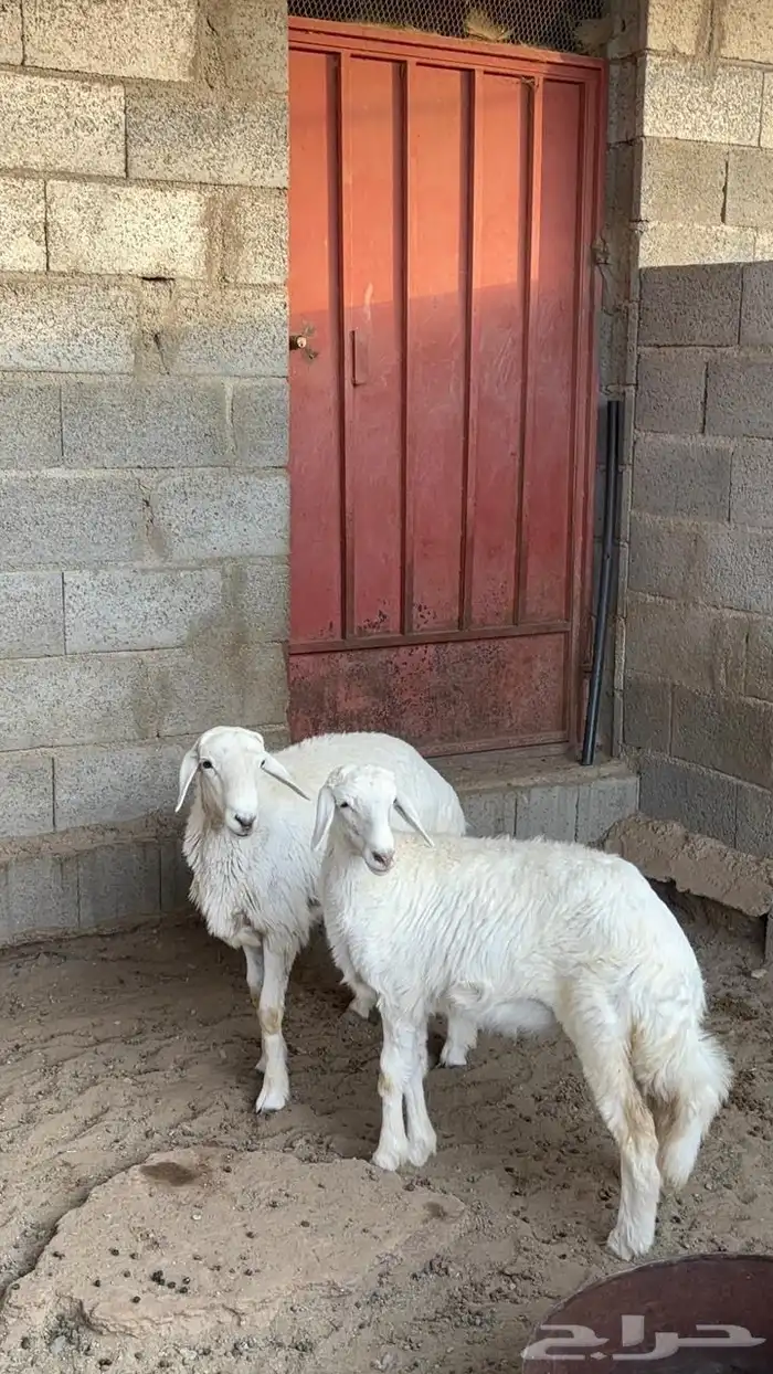 بهم طلي ورخل 4