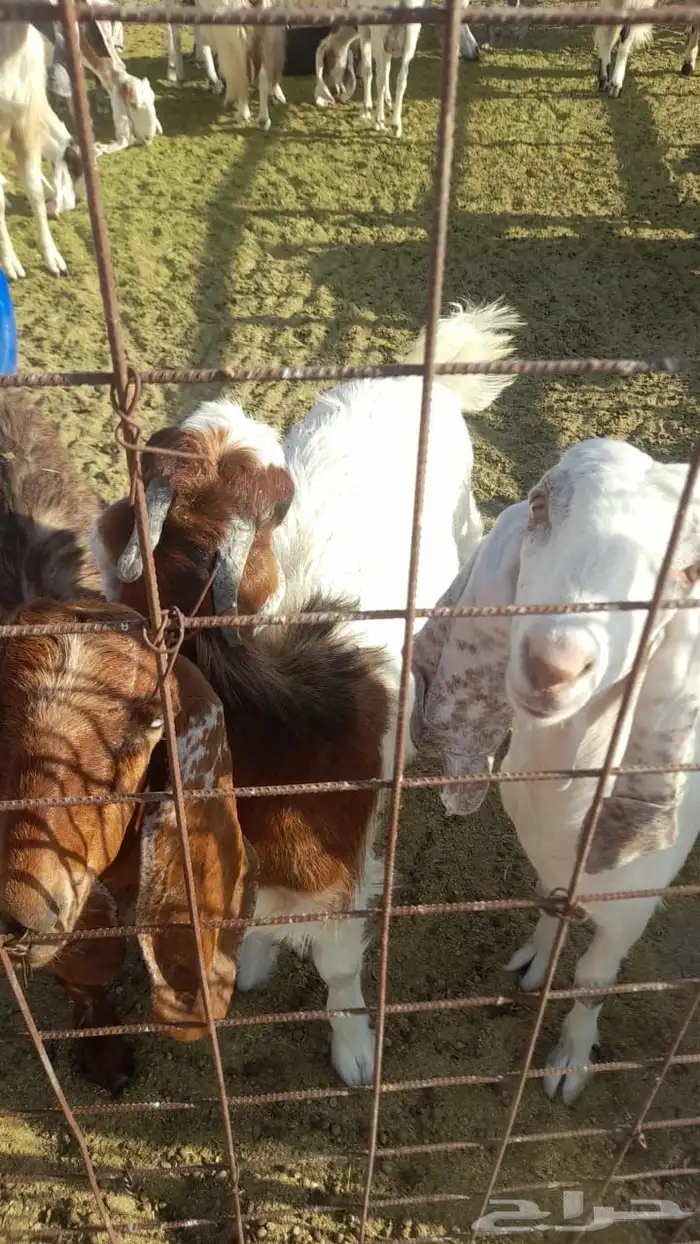 معزا هولنديات مطورات 3