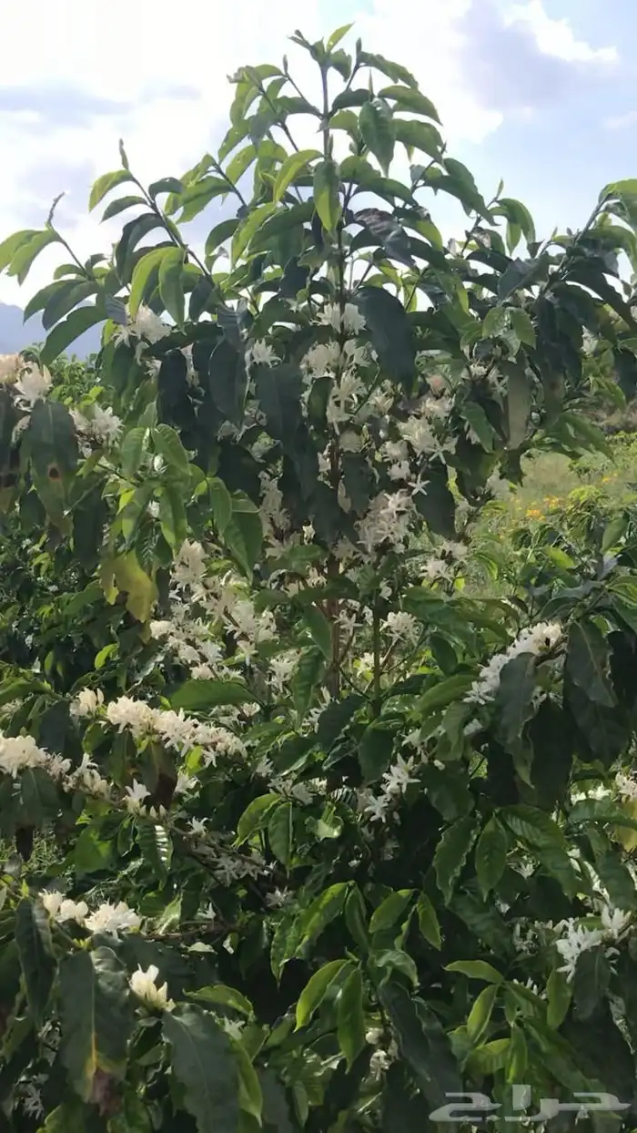 اشجار بن مثمر للبيع 9
