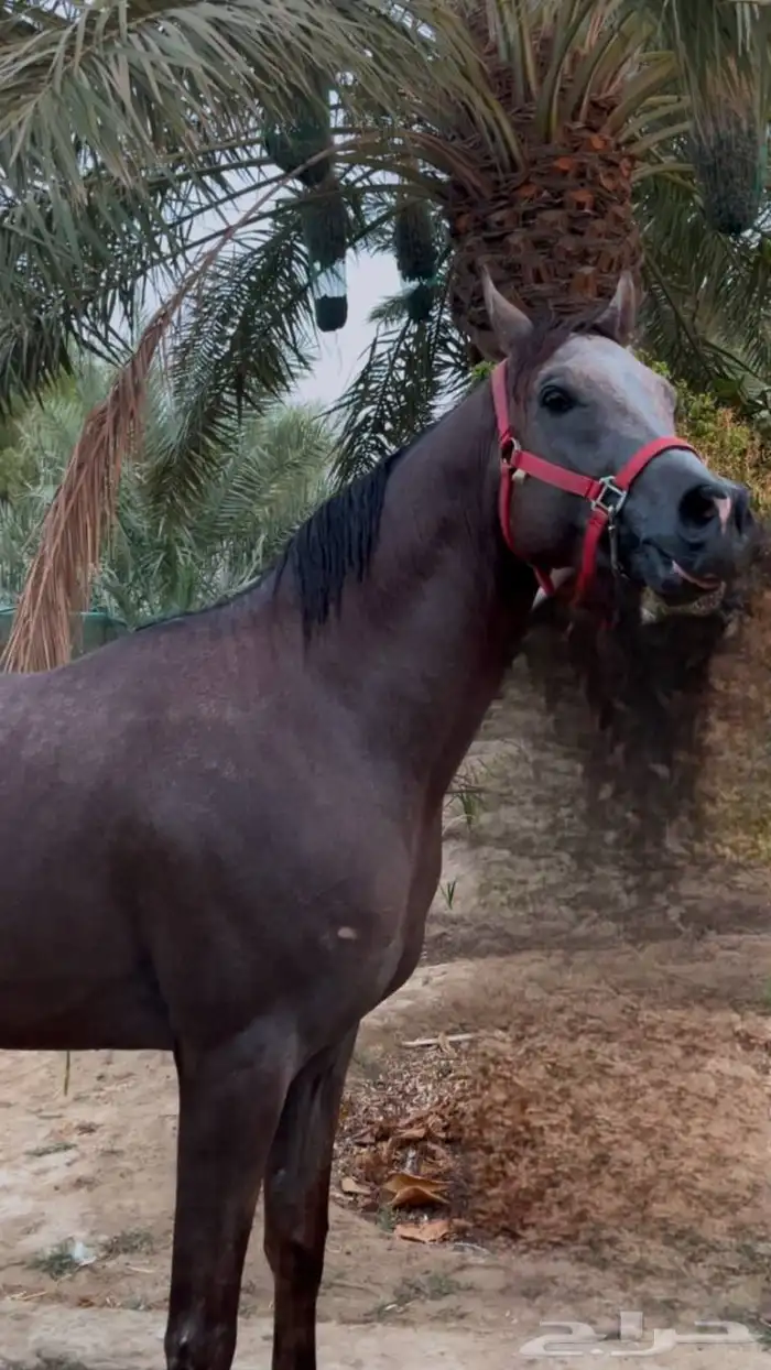 مهر عربي اصيل 0