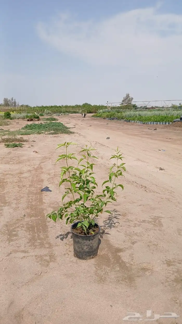 اشجار و شجيرات بأسعار الجملة 1