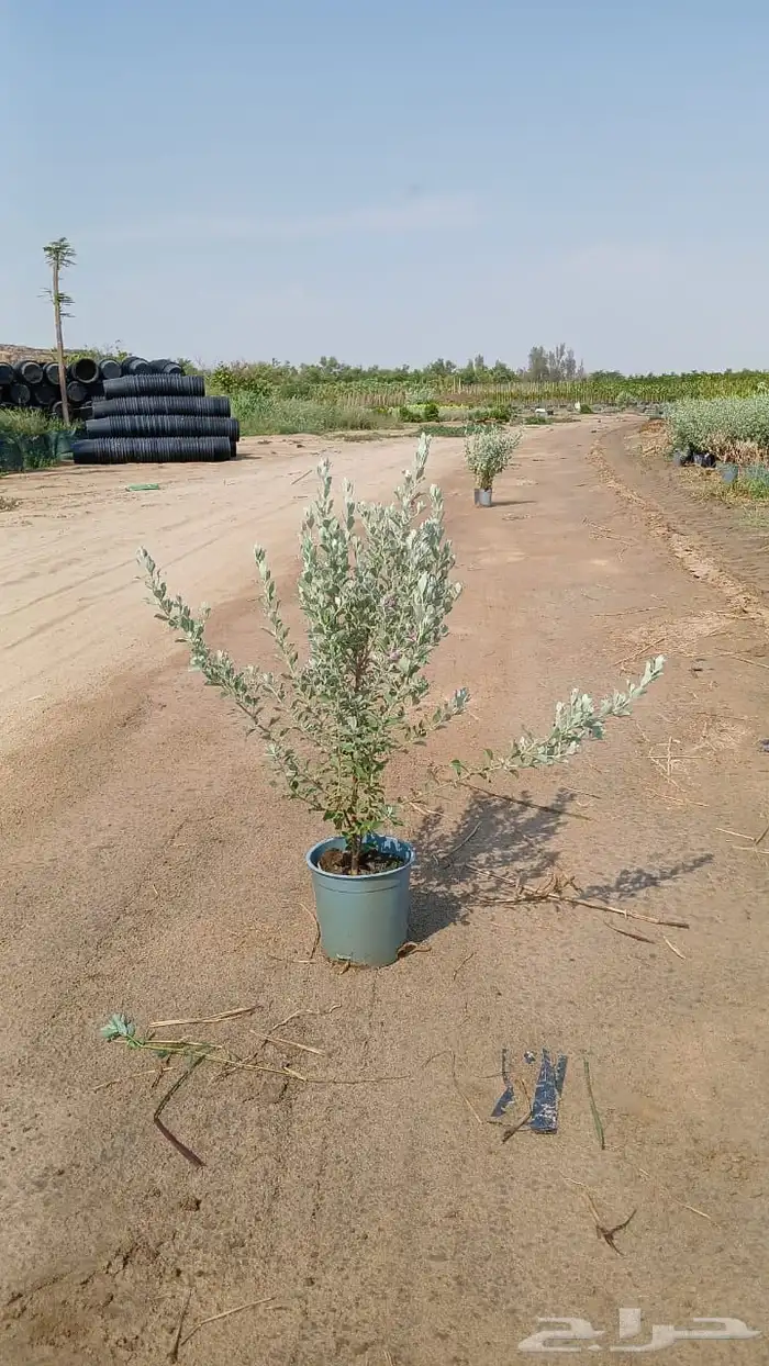 اشجار و شجيرات بأسعار الجملة 4