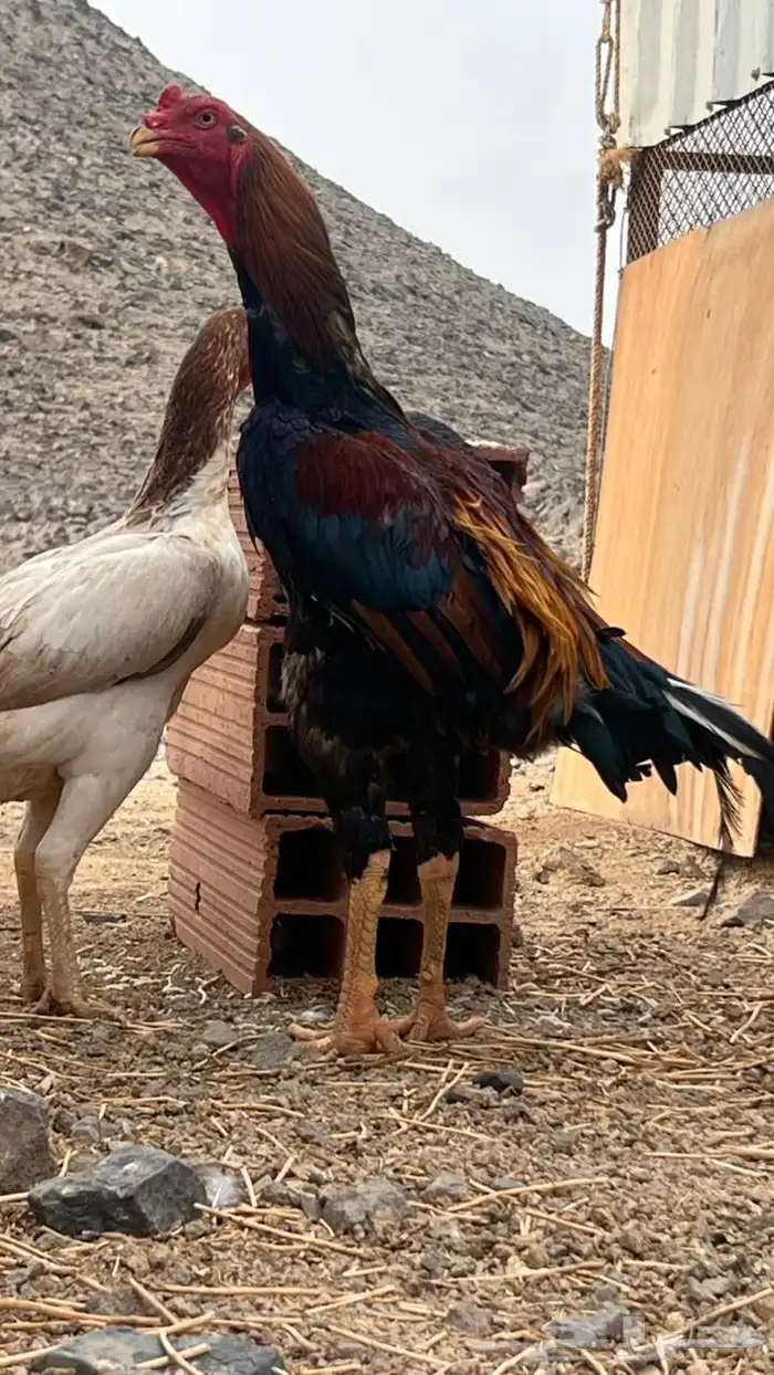 دجاج شامو فاخر 2