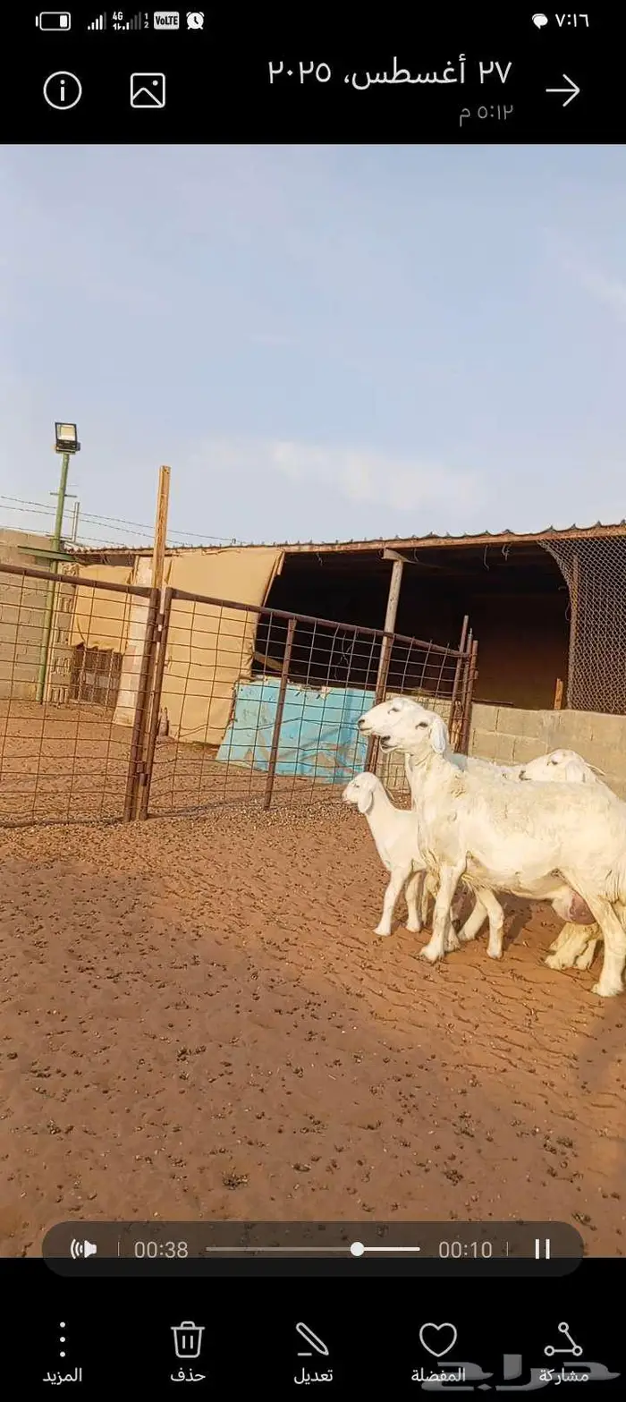 للبيع حريات حرش طيبه متابيع 8
