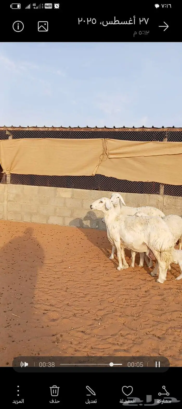 للبيع حريات حرش طيبه متابيع 7