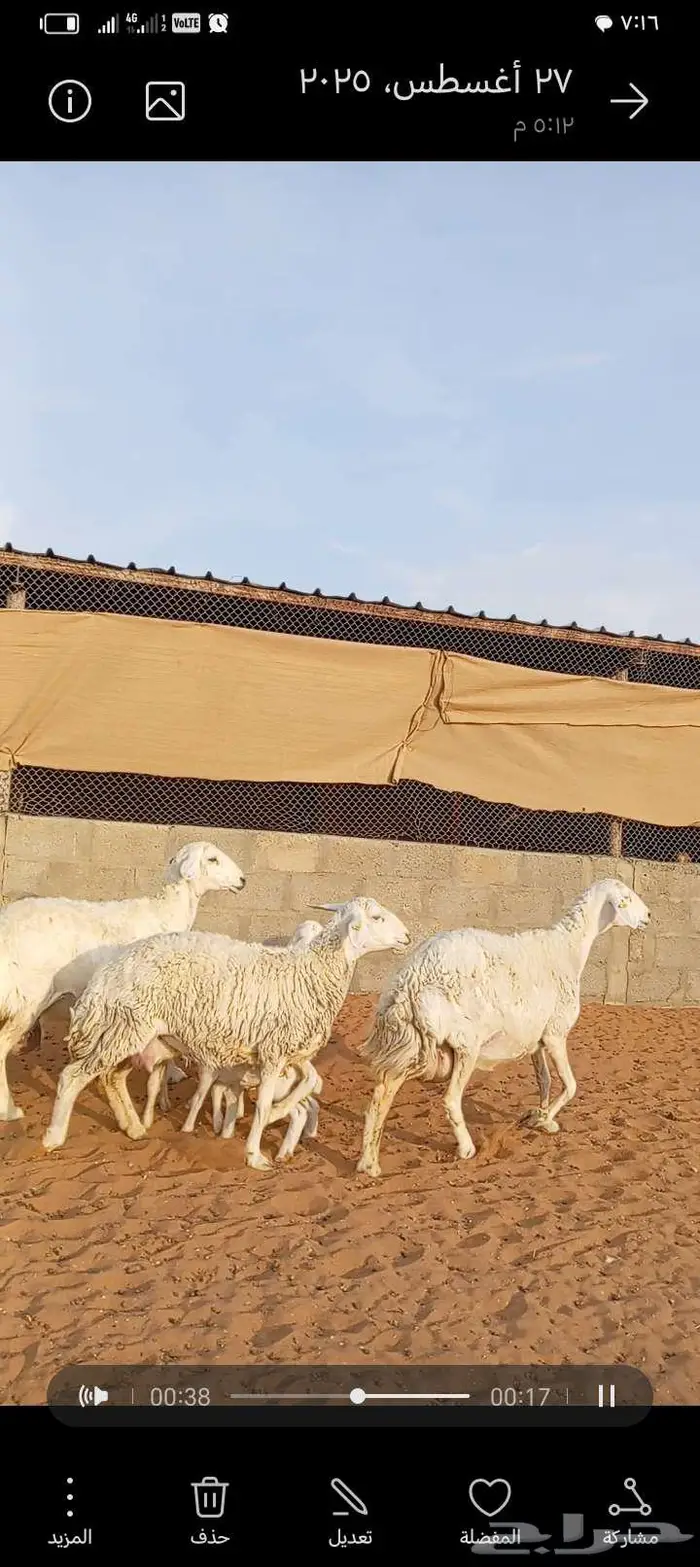 للبيع حريات حرش طيبه متابيع 4