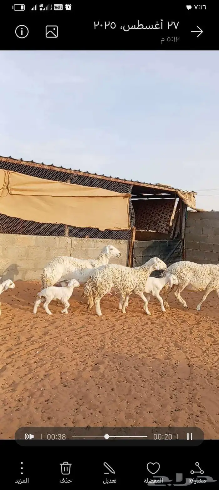 للبيع حريات حرش طيبه متابيع 5
