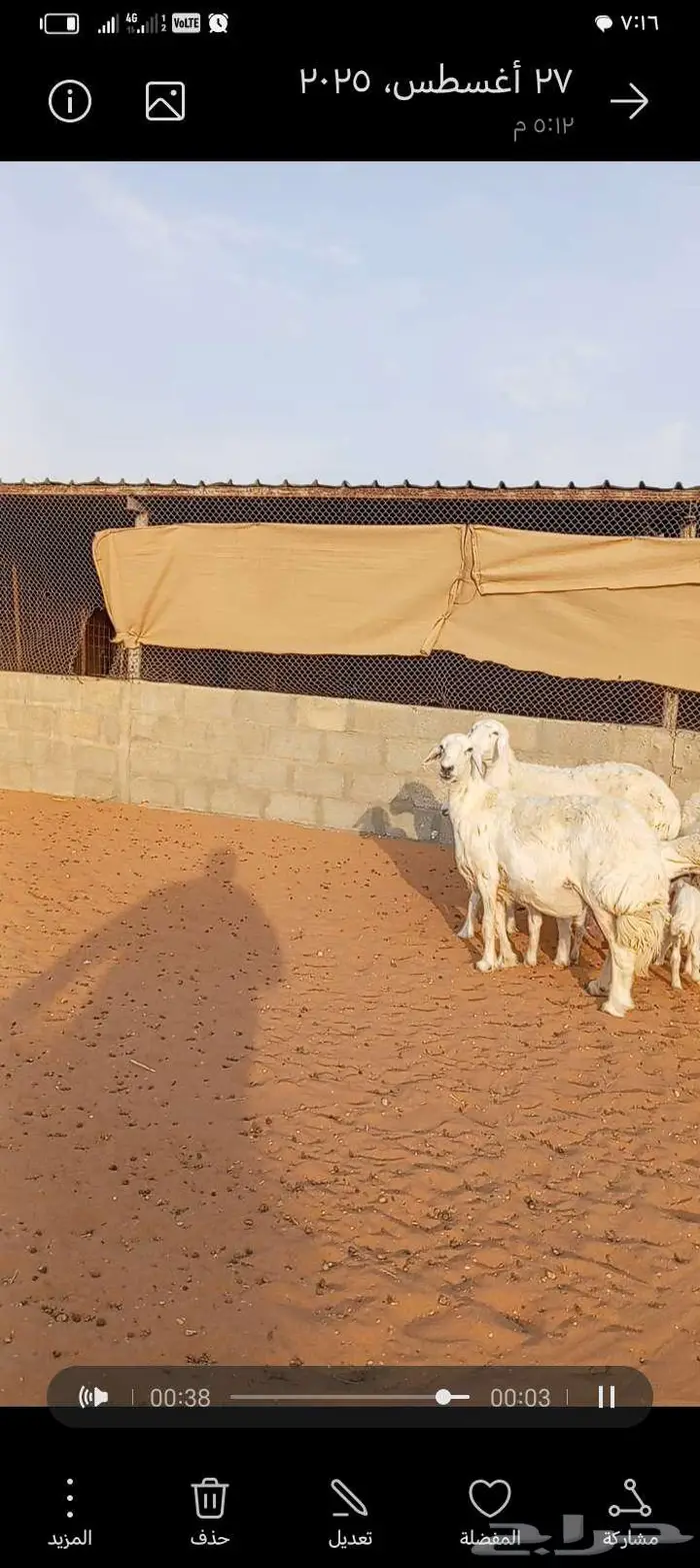 للبيع حريات حرش طيبه متابيع 3