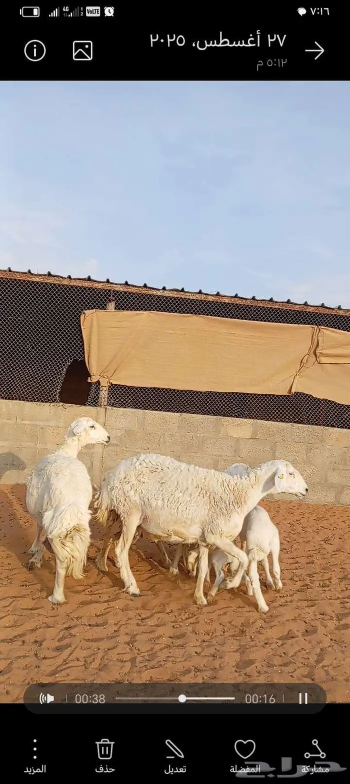 للبيع حريات حرش طيبه متابيع 6