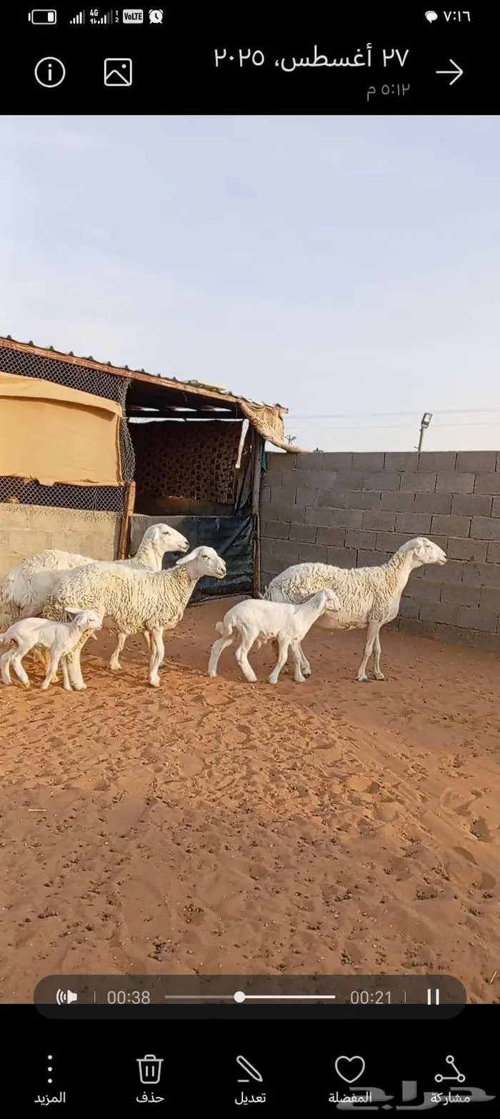 للبيع حريات حرش طيبه متابيع 2