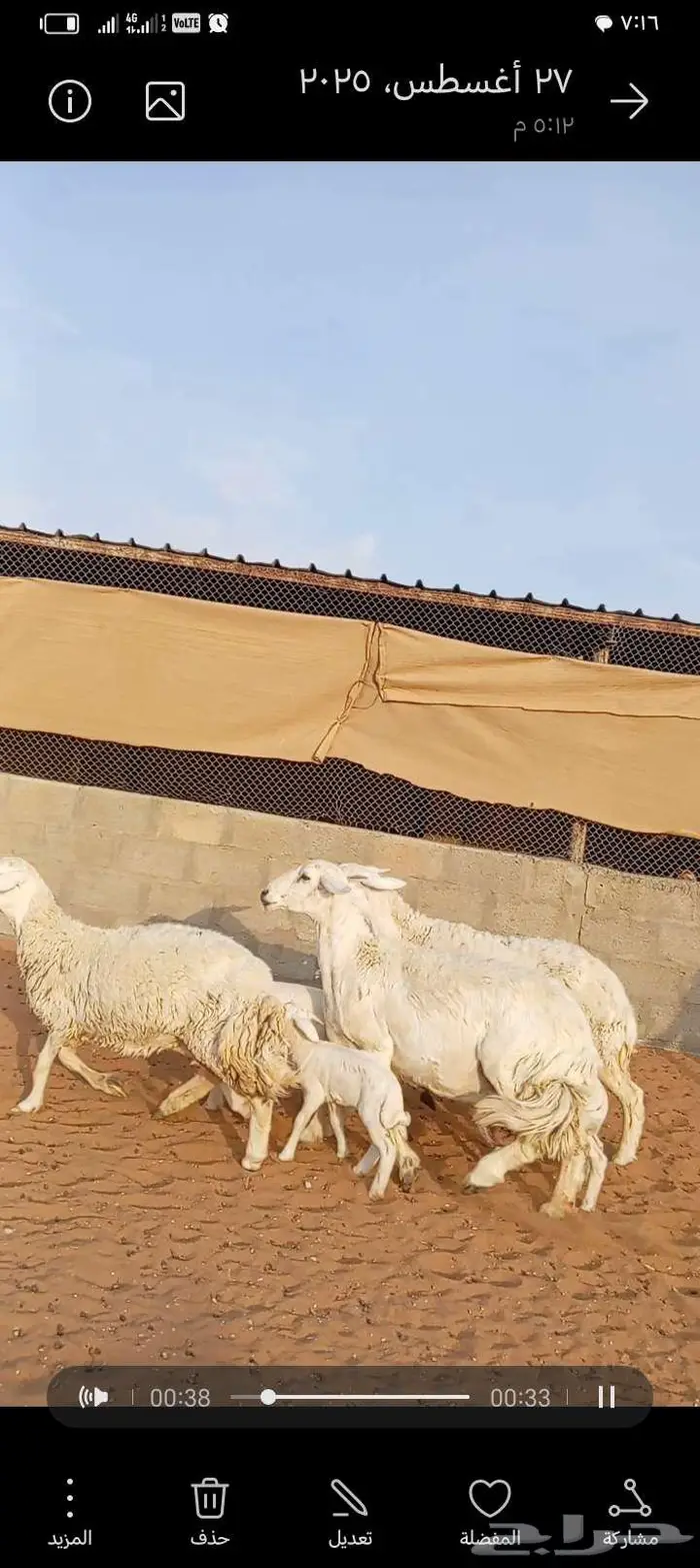 للبيع حريات حرش طيبه متابيع 1