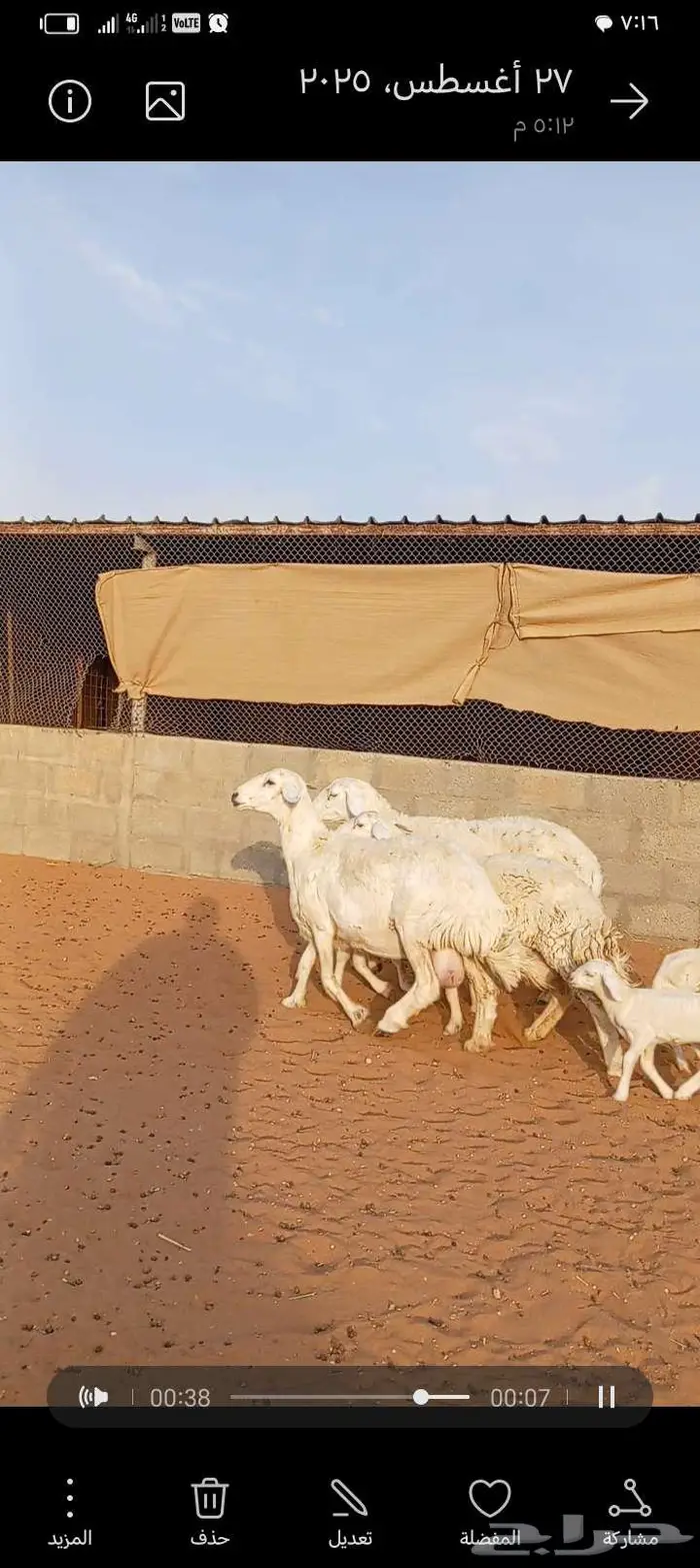 للبيع حريات حرش طيبه متابيع 0