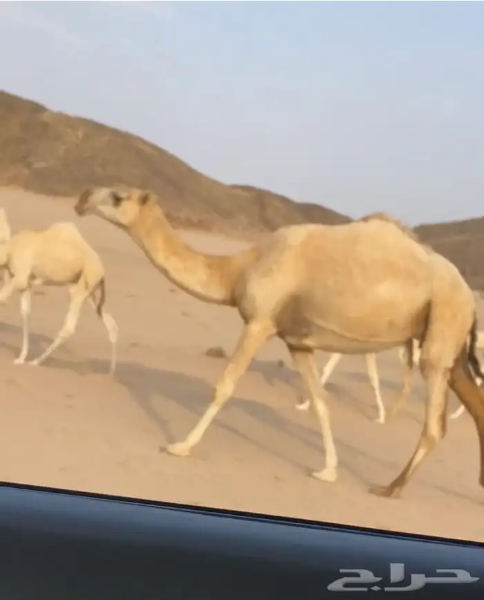 عشراء وضحاء وشقحاء 6