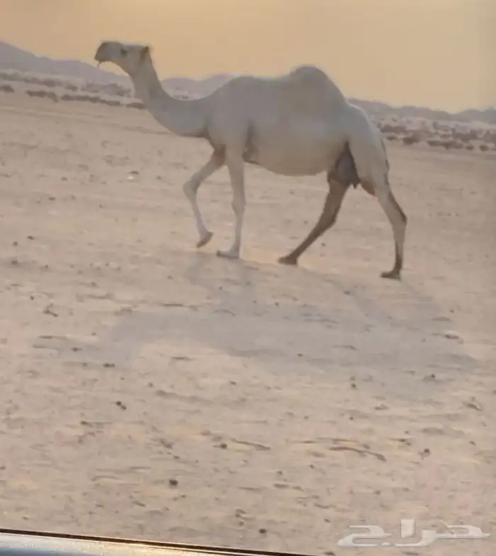 عشراء وضحاء وشقحاء 0