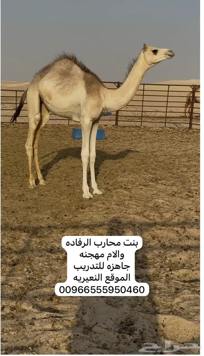 بكره طيبه 0
