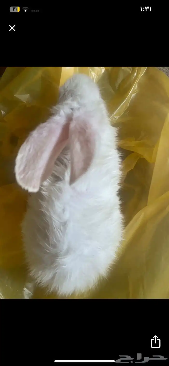 أرنب البينو عمره ثلاث شهور 1