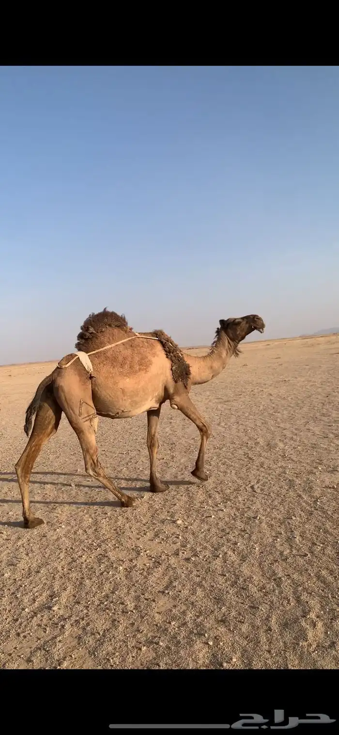 لبيع لقحه صفراء دبيانيه 1