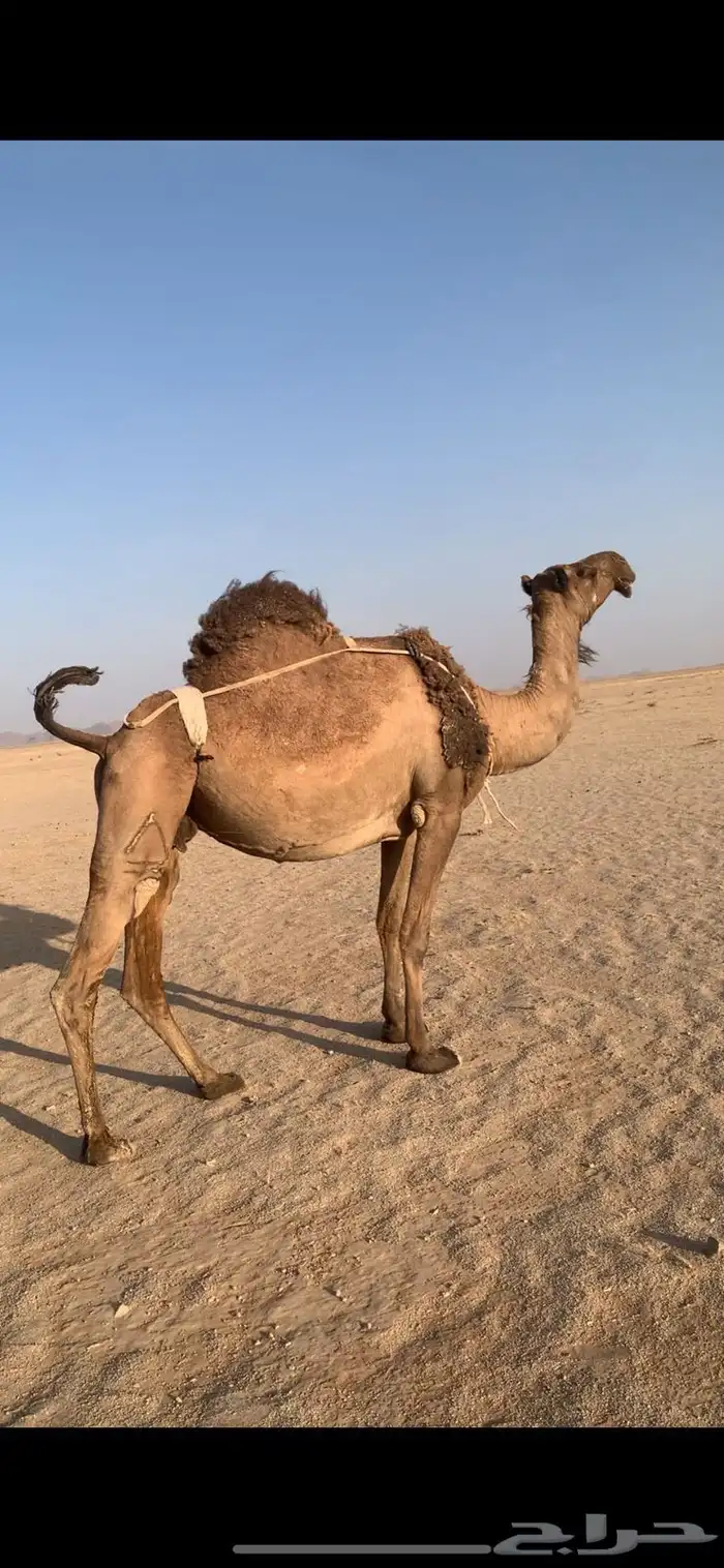لبيع لقحه صفراء دبيانيه 4