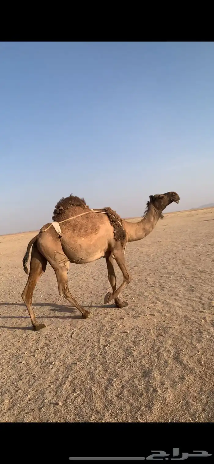 لبيع لقحه صفراء دبيانيه 0