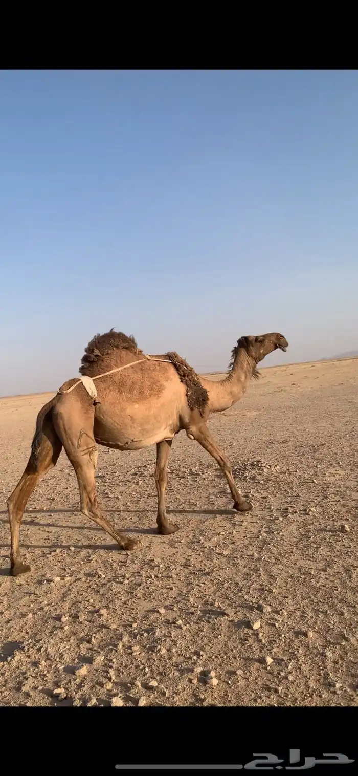 لبيع لقحه صفراء دبيانيه 2