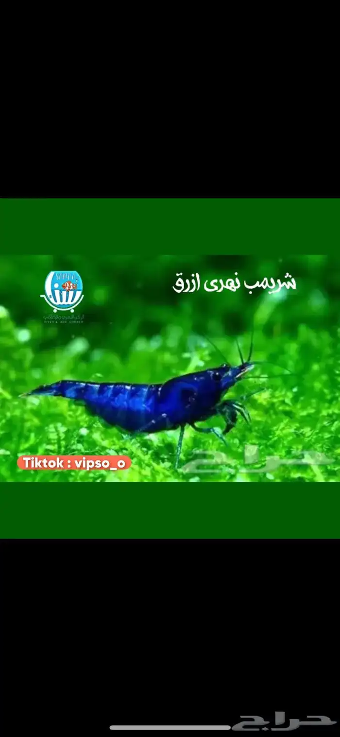 شريمب نهري ازرق و برتقالي و اصفر و ريلي احمر 0