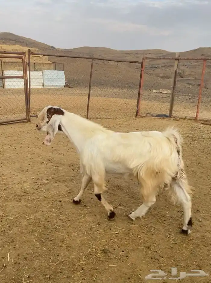 فحل مسكت عل جميع الشرووط 0