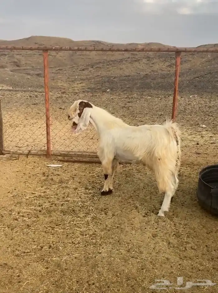 فحل مسكت عل جميع الشرووط 4
