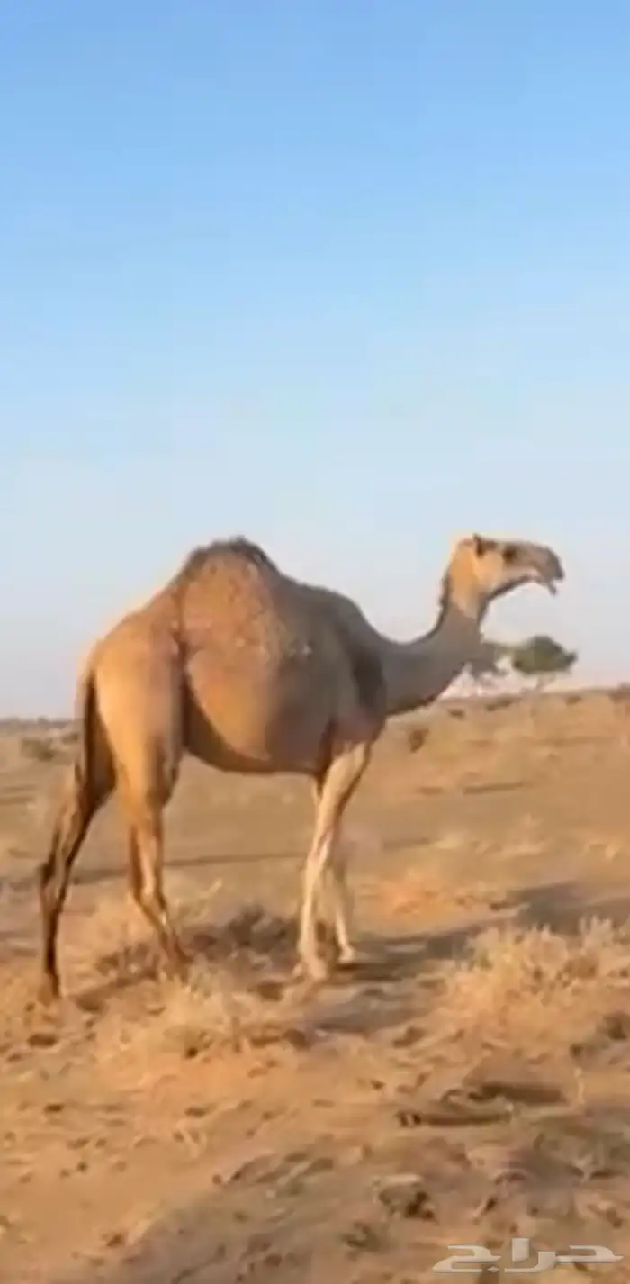 اناقه الحايل الطيبه 0