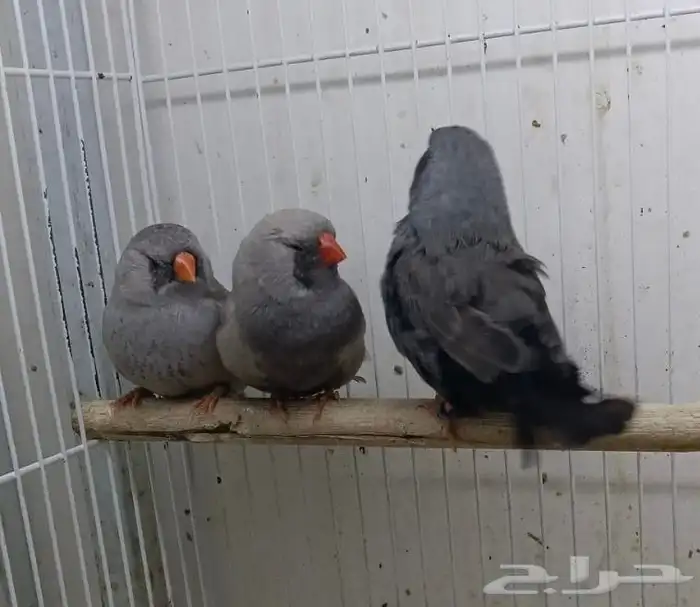 زيبرا شاركول مستوى قوي 3