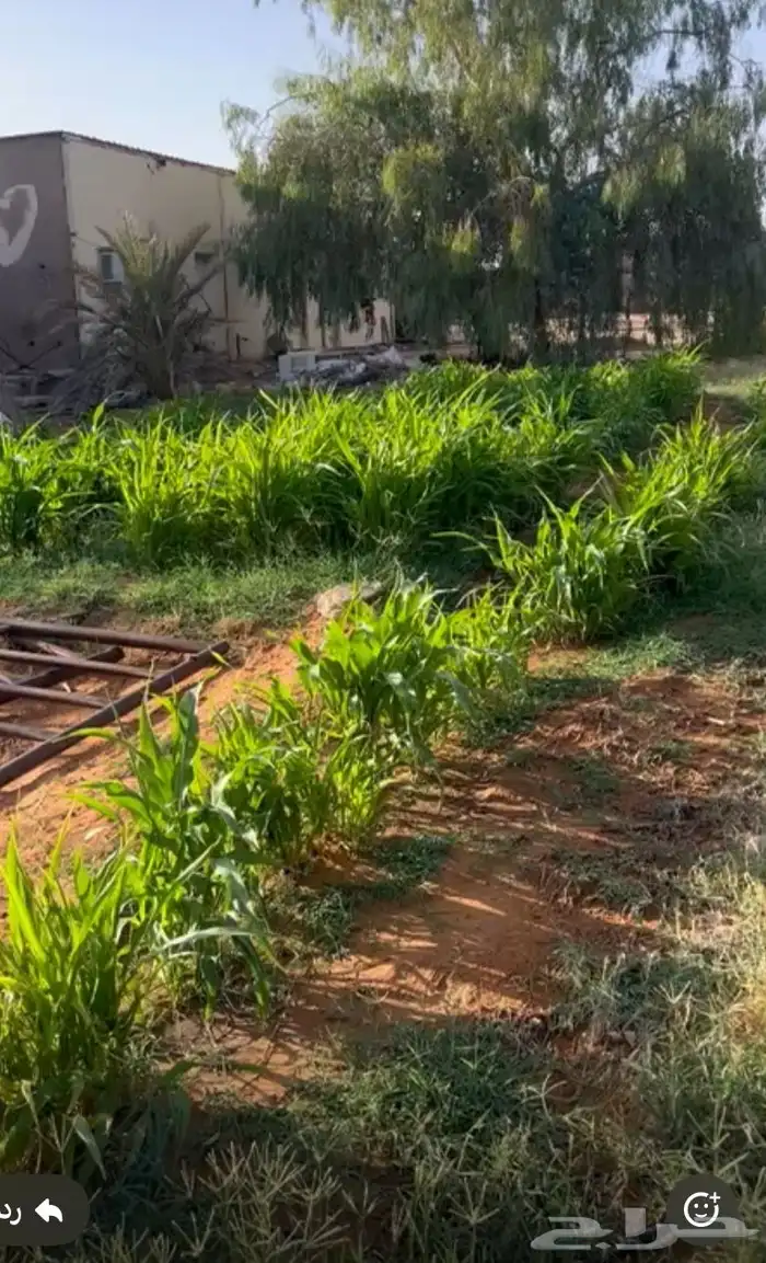 استرحه لا الجيجار اليومي 2