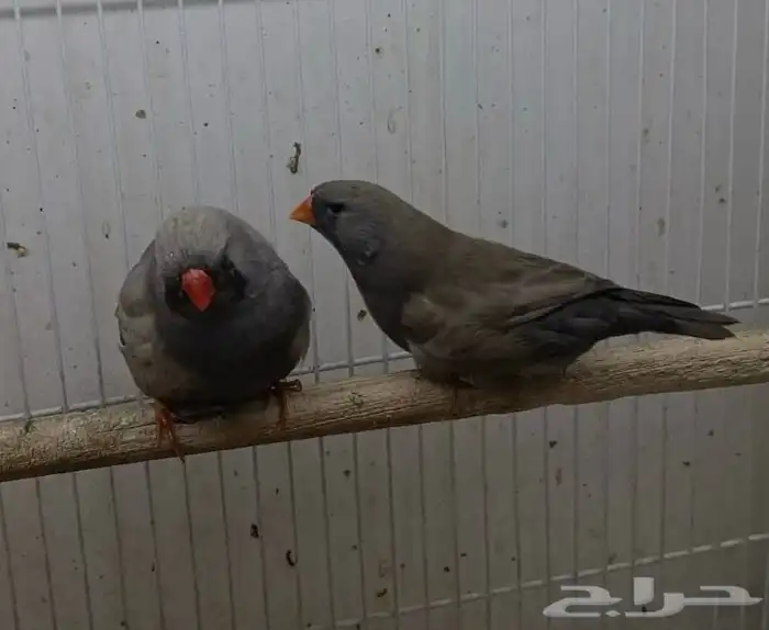 زيبرا شاركول مستوى قوي 0