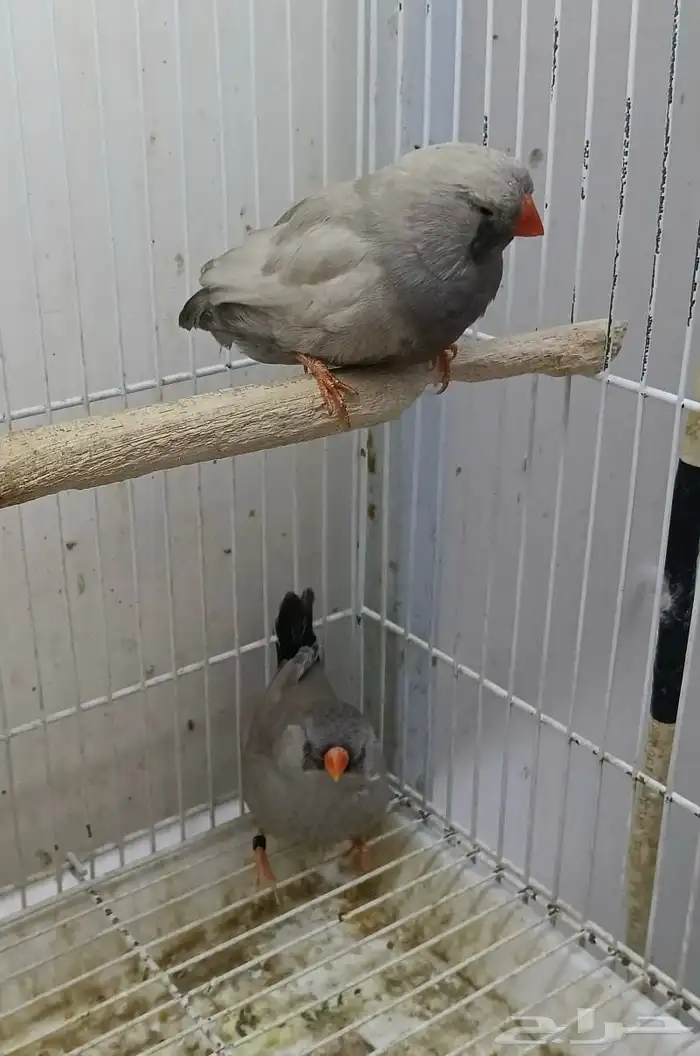 زيبرا شاركول مستوى قوي 4