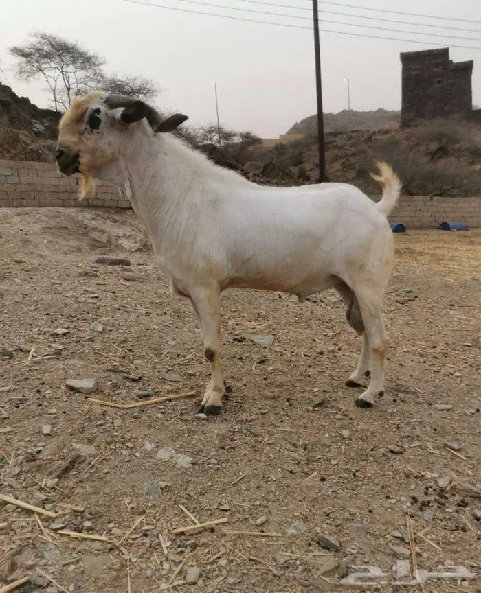 فحل بيشي صنف و معرف 4
