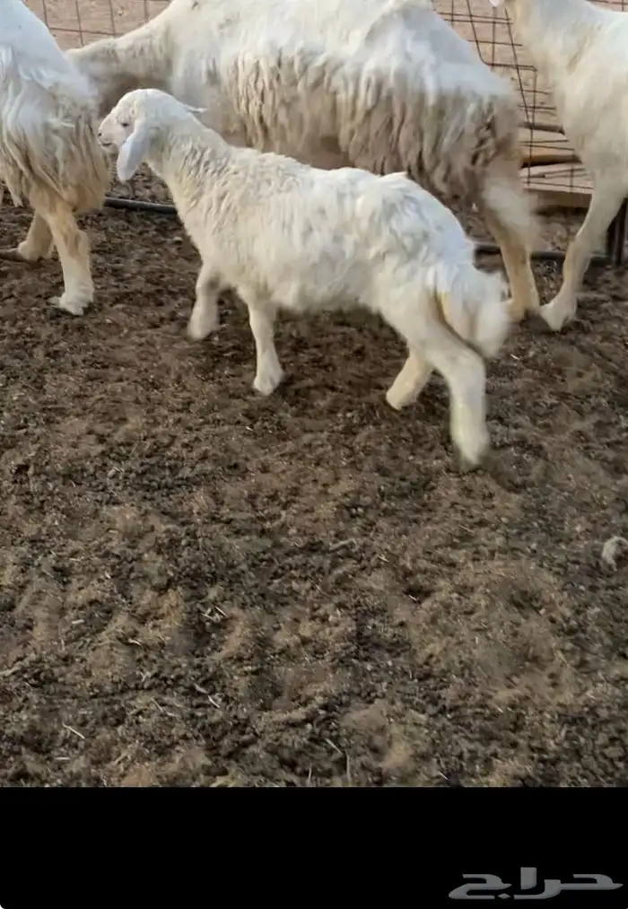 حريه والد 1