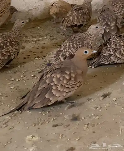 قطاء للبيع 0