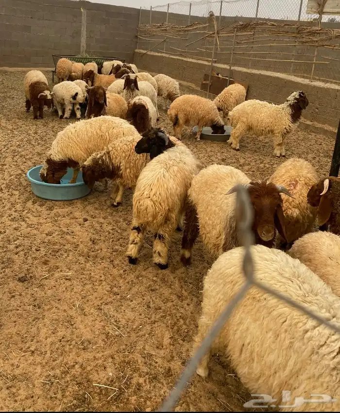 ذبايح للبيع 0