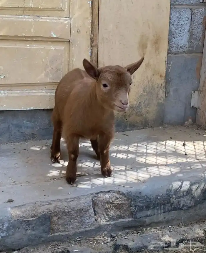 معزه قزميه 0