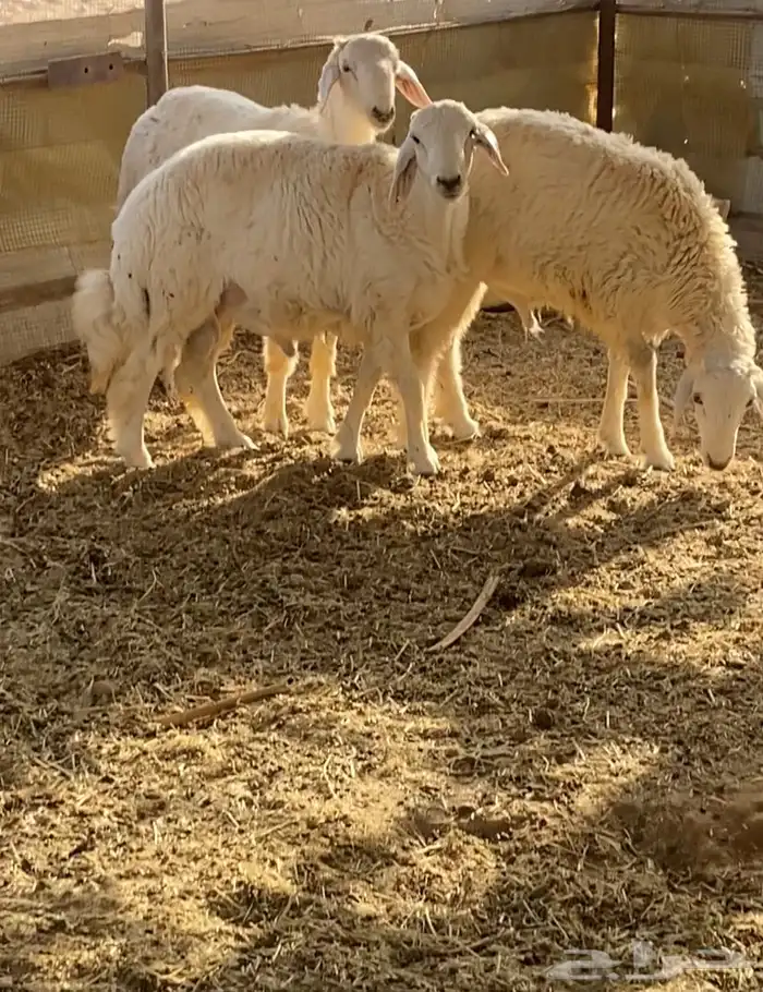 3 كلش خروف حري تربية مزرعه جنوب المدينه90كلو 0