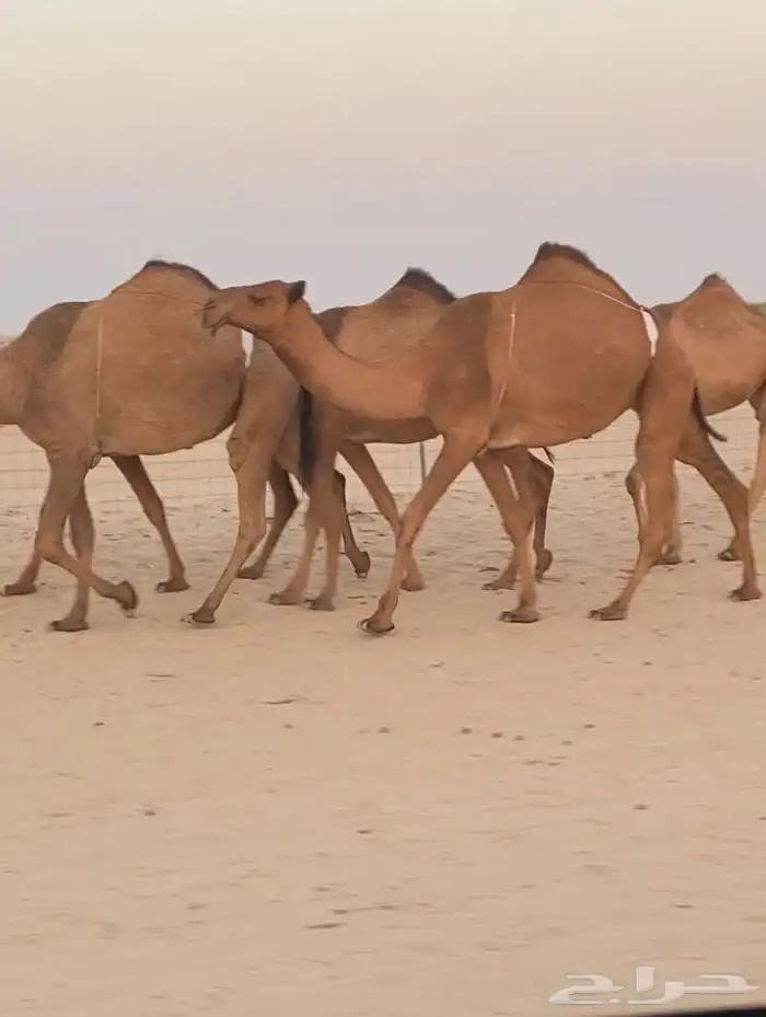 ابل ذود صفر وشعل طيبه للبيع 6