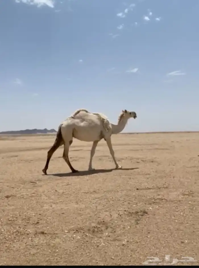 لقحه. 0