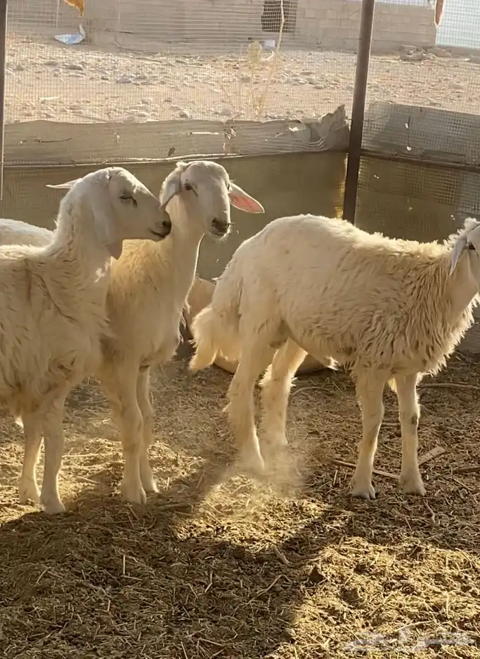 3 كلش خروف حري تربية مزرعه جنوب المدينه90كلو 2