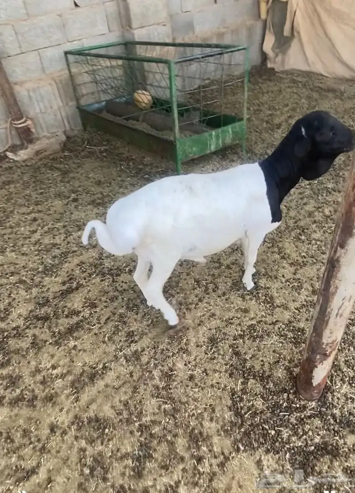 برابر بربري ذبح 2