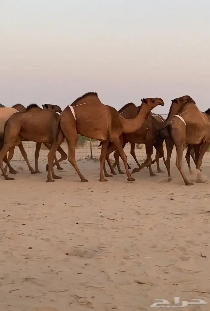 ابل ذود صفر وشعل طيبه للبيع 4